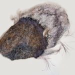 Maren Ruben - Lila Flügel (2010-2018)